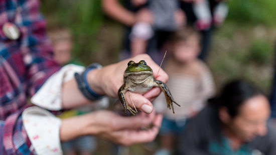 Hands hold a bullfrog. (photo © Ben Conant)