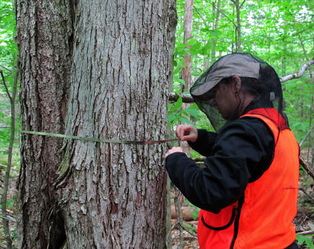 KSC conservation intern Katelyn Fournier measures the Diameter at Breast Height (DBH) of a large oak tree on newly-conserved land in Harrisville. (photo © Brett Amy Thelen)