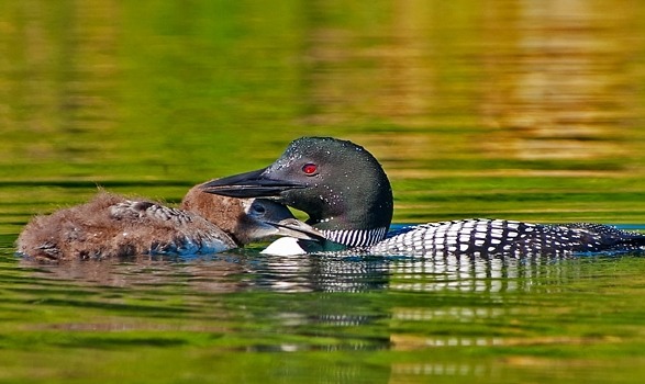 Loons are a common sight (and sound!) on Spoonwood Pond. (photo © Bruce Boyer)