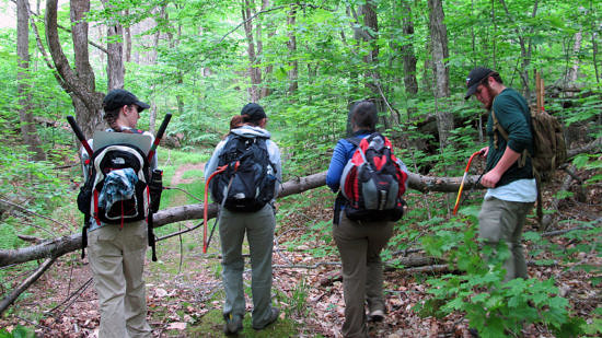 A team of interns removes a blowdown from across a trail.