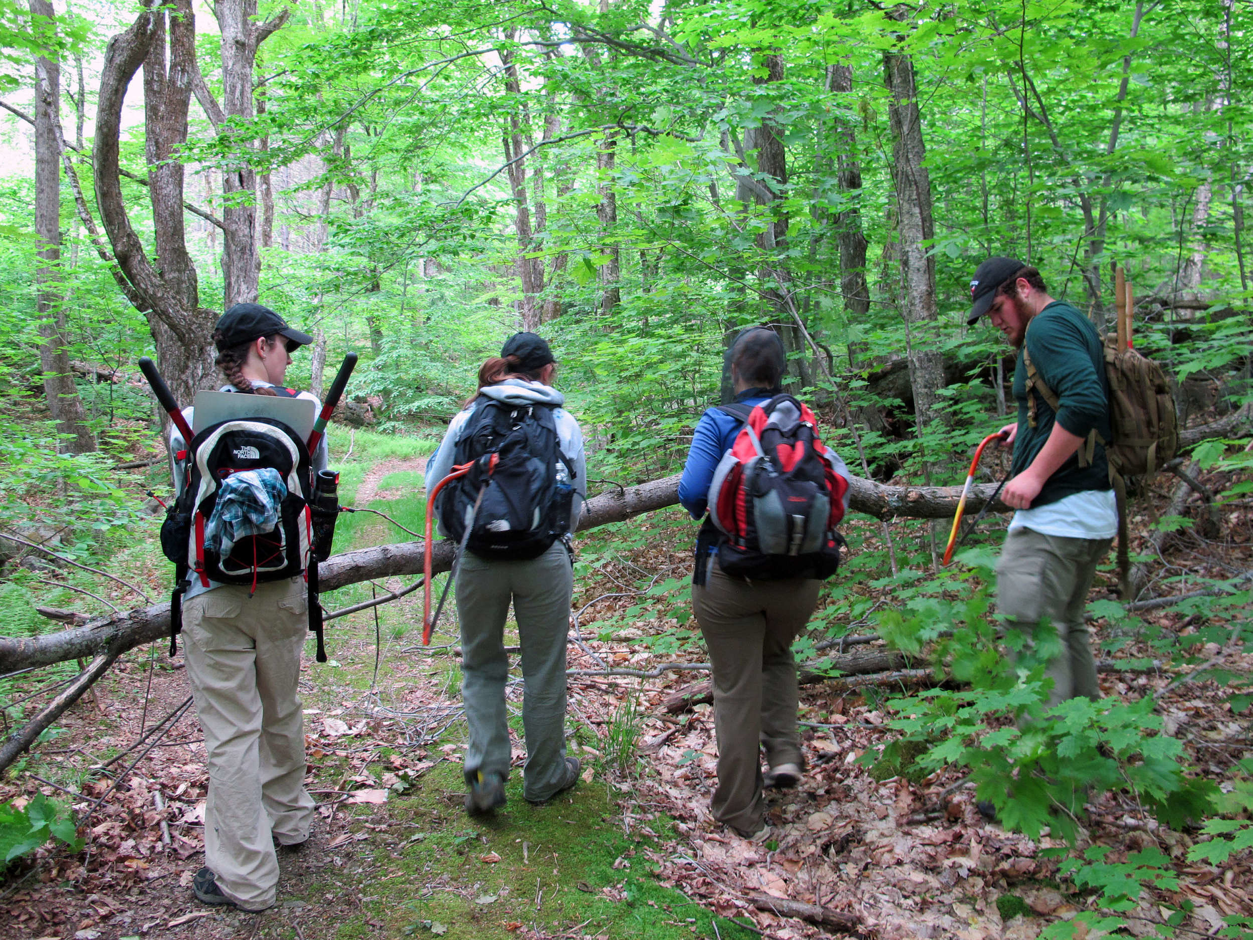 A team of interns removes a blowdown from across a trail.