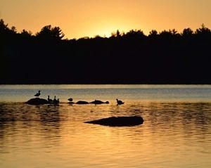 Sunrise on Spoonwood Pond