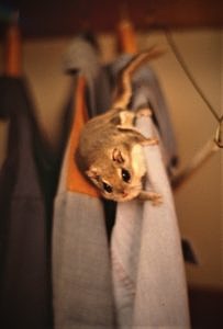 Amelia the Flying Squirrel in the Cadot's coat closet. (photo © Meade Cadot)