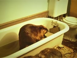 A photo of a beaver in the Harris Center bathtub.