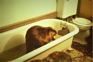 A beaver spends the night in the Harris Center bathtub. (photo © Meade Cadot)