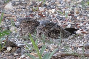 A mother nighthawk and her chick rest on a bed of gravel. (photo © Becky Suomala)