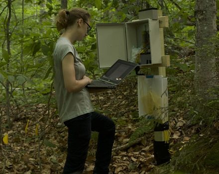 A researcher collects data in the Hubbard Brook Experimental Forest. (photo © Sophia Adams)