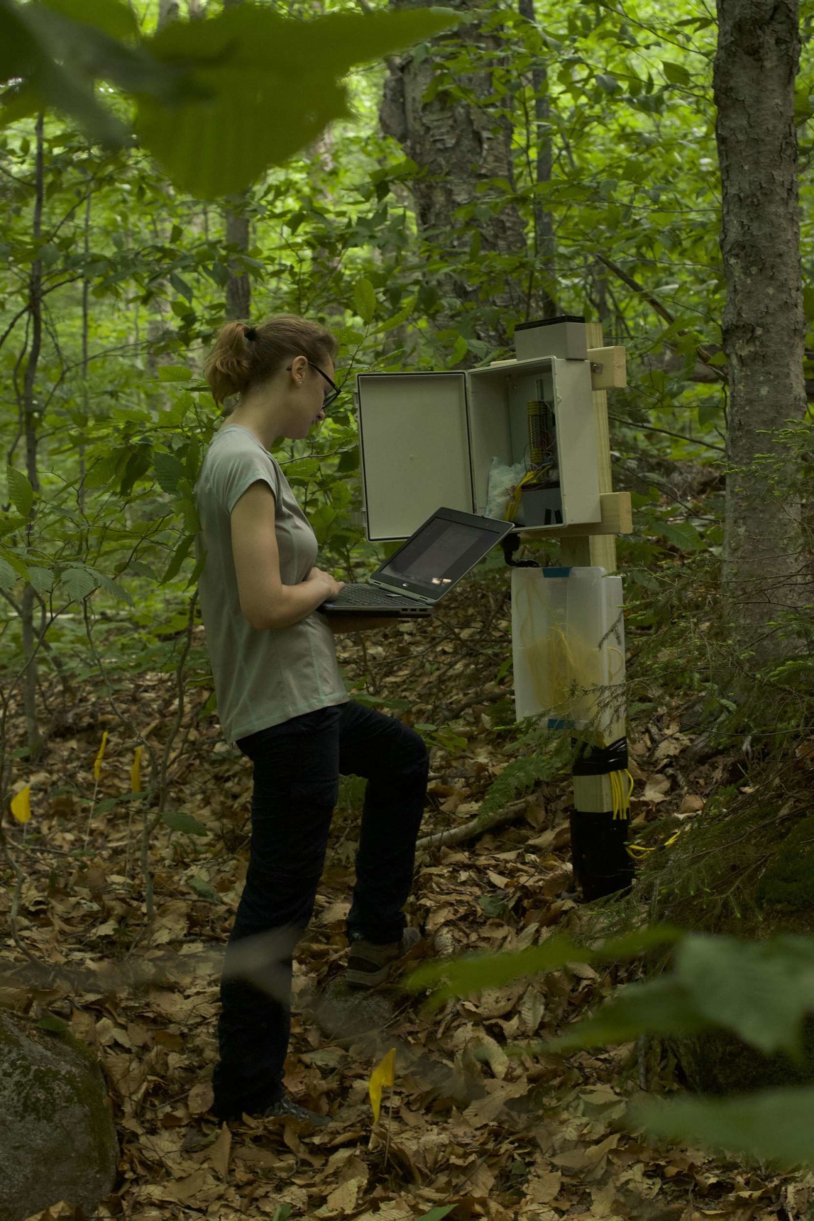 A researcher collects data in the Hubbard Brook Experimental Forest. (photo © Sophia Adams)