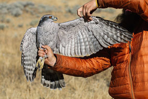 A man holds a Northern Goshawk. A portrait of a Northern Goshawk. (photo © Emilie Chen via the Flickr Creative Commons)