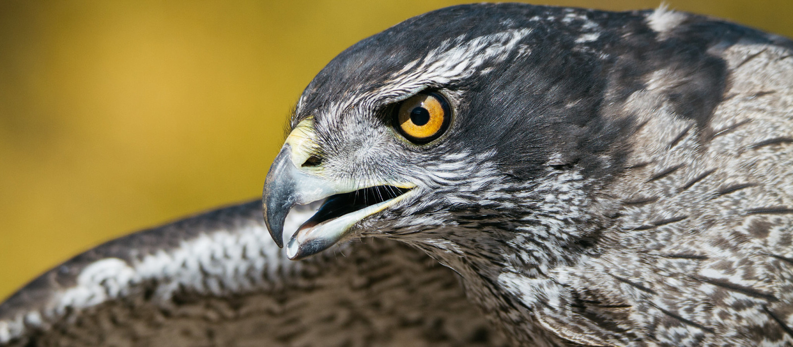 A Northern Goshawk stares intently. (photo © Emilie Chen via the Flickr Creative Commons)