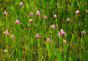 A "flock" of Rose Pogonia orchids in the Virginia Baker Natural Area at Rye Pond. (photo © Meade Cadot)
