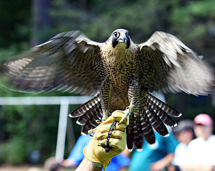 Raptor rehabilitator Tom Ricardi holds a peregrine falcon. (photo © Flickr user "Kathy" via the Creative Commons)