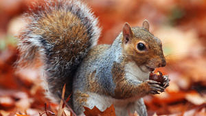 A gray squirrel nibbles on an acorn. (photo © PBS Nature)