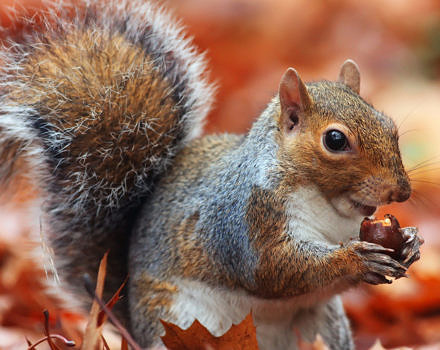 A gray squirrel nibbles on an acorn. (photo © PBS Nature)