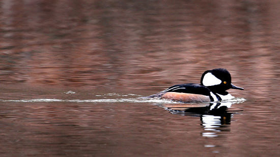 A Hooded Merganser swims through the water. (photo © Chris Paquette)