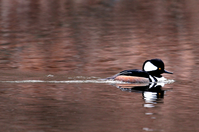 A Hooded Merganser swims through the water. (photo © Chris Paquette)