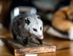A taxidermied possum. (photo © Ben Conant)