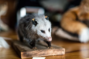 A taxidermied possum, part of the Harris Center's teaching collection. (photo © Ben Conant)
