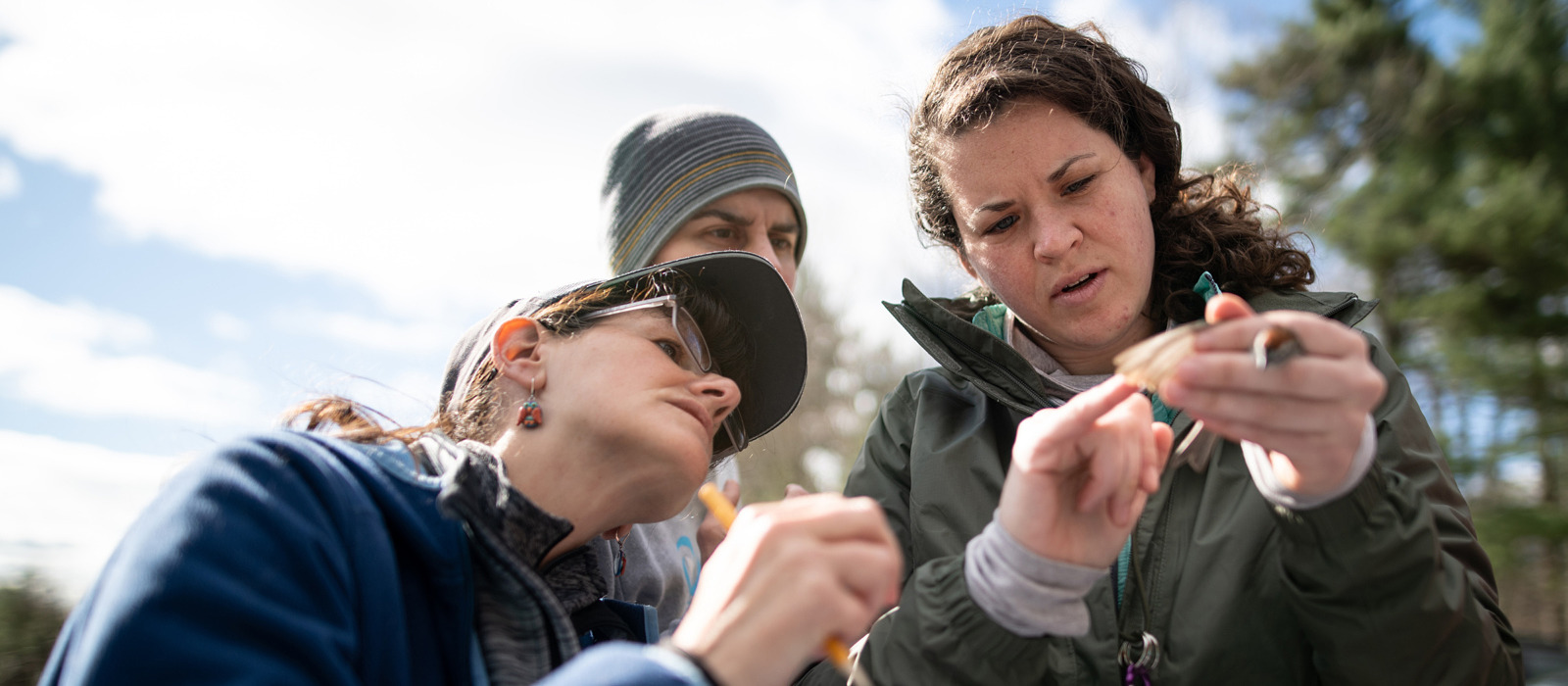Bird banders take a close look at feather wear on a sparrow's wing. (photo © Ben Conant)