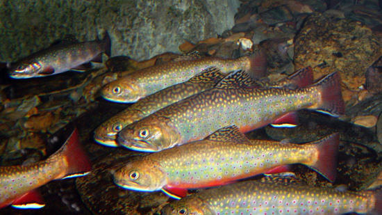 A photo of Brook Trout swimming. (photo © USFWS)