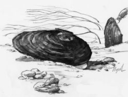 A line drawing of a brook floater mussel. (drawing © Adelaide Tyrol / Northern Woodlands)