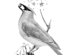A line drawing of a Cedar Waxwing eating berries. (drawing © Adelaide Tyrol / Northern Woodlands)