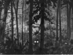 A line drawing of eyes shining in the woods at night. (drawing © Adelaide Tyrol / Northern Woodlands)
