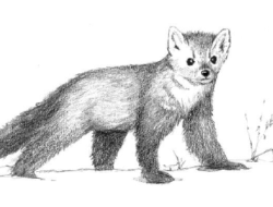 A line drawing of an American marten. (drawing © Adelaide Tyrol / Northern Woodlands)