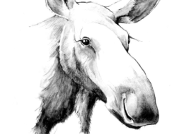 A line drawing of a moose. (drawing © Adelaide Tyrol / Northern Woodlands)