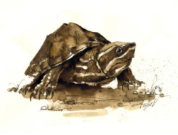 A line drawing of a musk turtle. (drawing © Adelaide Tyrol / Northern Woodlands)