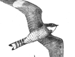 A line drawing of Common Nighthawks in flight. (drawing © Adelaide Tyrol / Northern Woodlands)
