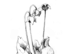 A line drawing of a Northern pitcher plant. (drawing © Adelaide Tyrol / Northern Woodlands)