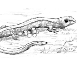 A line drawing of a Red-backed Salamander. (drawing © Adelaide Tyrol / Northern Woodlands)