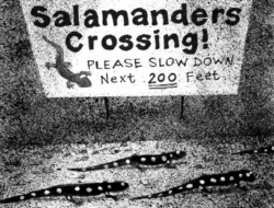 A line drawing of spotted salamanders crossing the road beneath a 