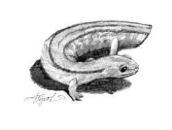 A line drawing of a salamander with a detached tail. (drawing © Adelaide Tyrol / Northern Woodlands)