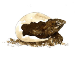 A line drawing of a snapping turtle hatching out of its egg. (drawing © Adelaide Tyrol / Northern Woodlands)