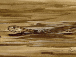 A line drawing of a water snake, swimming. (drawing © Adelaide Tyrol / Northern Woodlands)