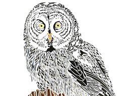 An image of a Great Gray Owl paper cut by artist Hannah Ellingwood.