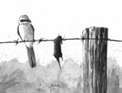 A drawing of a Northern Shrike by Adelaide Tyrol.