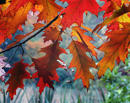 A photo of red oak leaves in autumn. (photo © Bernard Sprague via the Flickr Creative Commons)