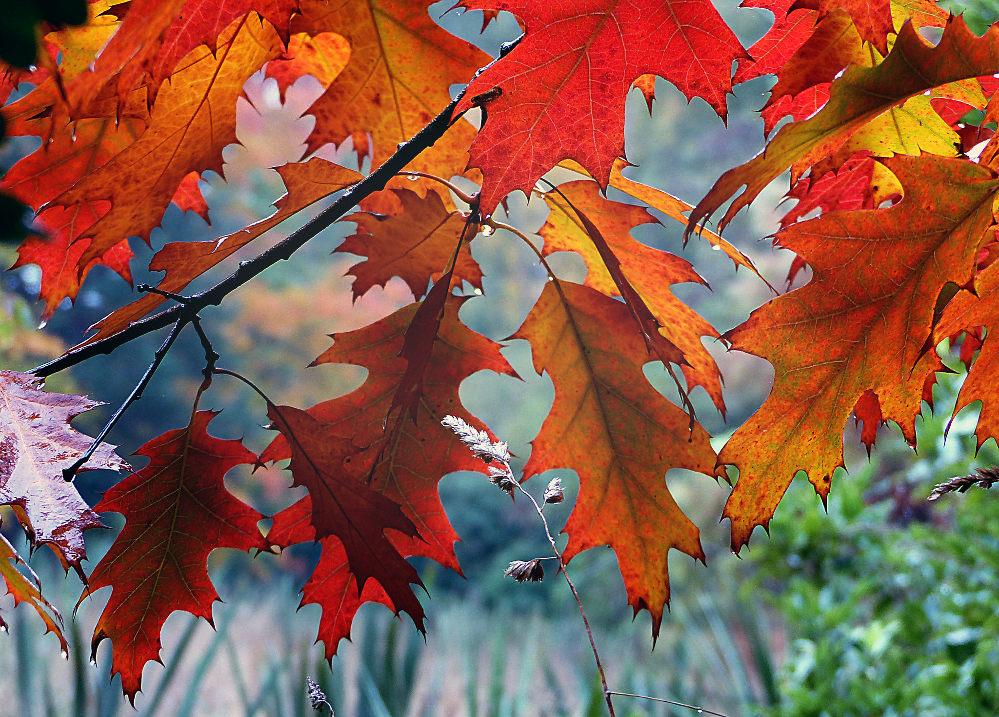 A photo of red oak leaves in autumn. (photo © Bernard Sprague via the Flickr Creative Commons)