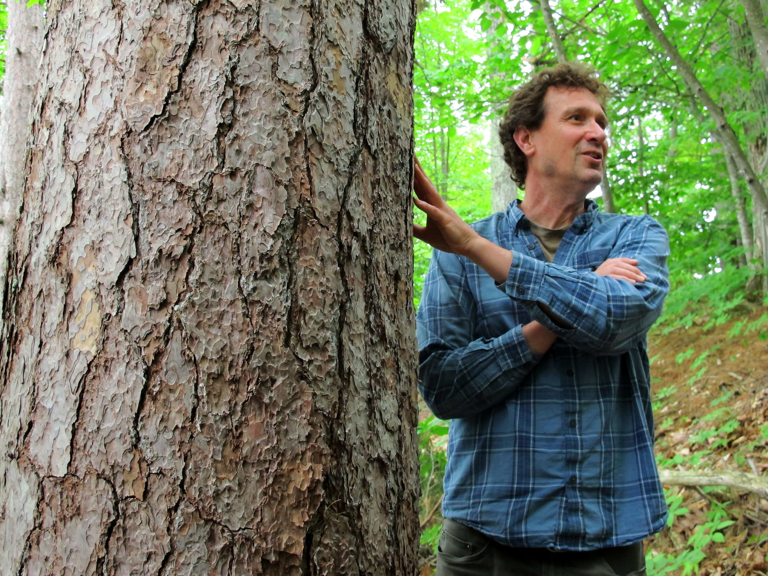 A photo of Jeremy Wilson standing next to a red pine.