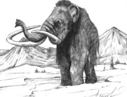 A drawing of a Mammoth by Adelaide Tyrol.