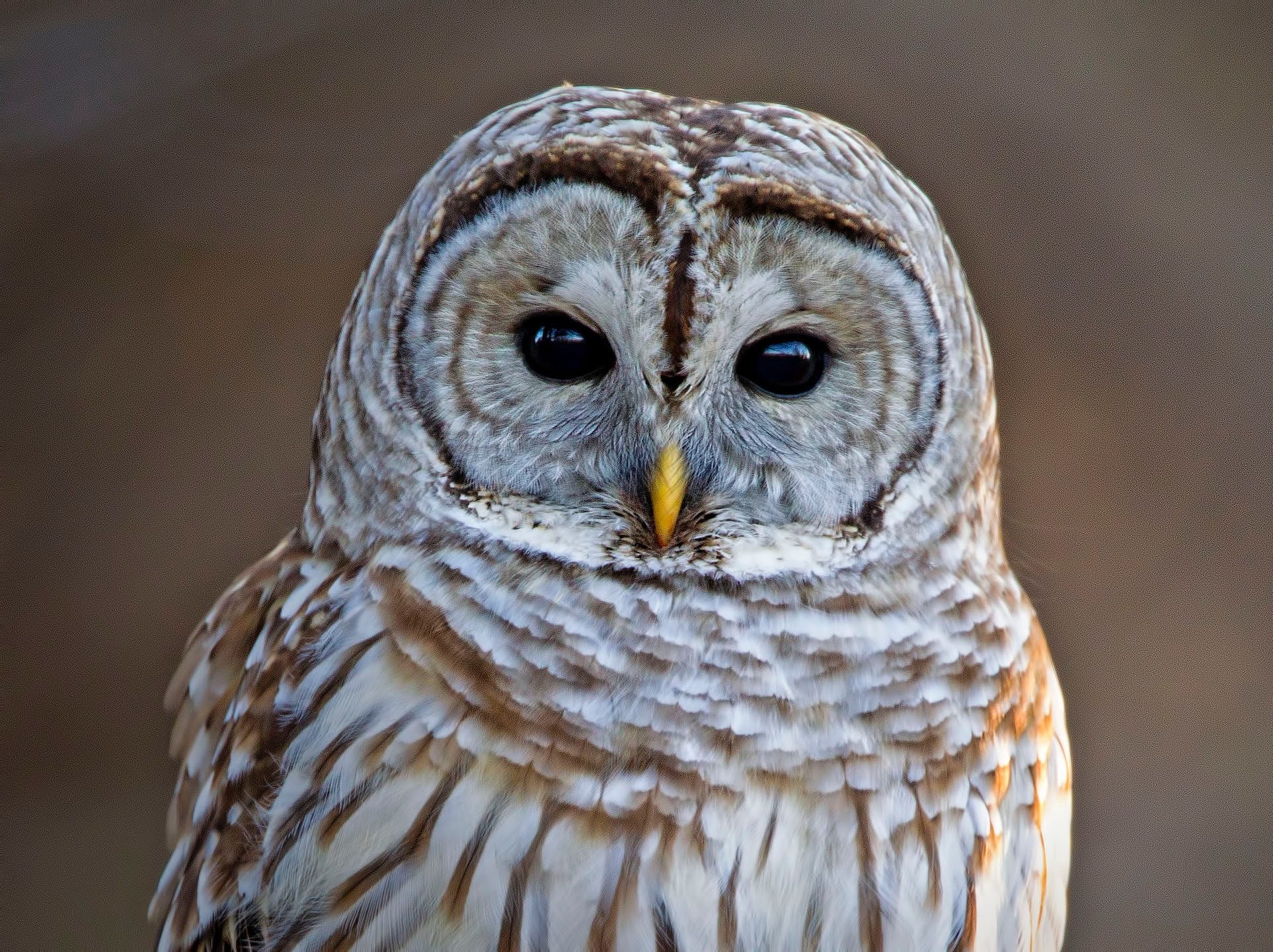 A portrait of a Barred Owl. (photo © Philip Brown via unsplash)