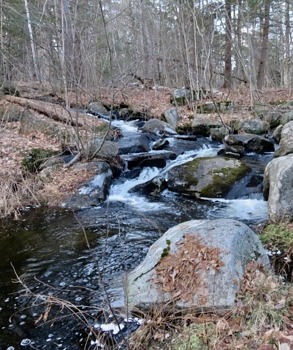 A brook in early spring, found on one of Sue and Doug's many woodland rambles. (photo © Sue Copley)