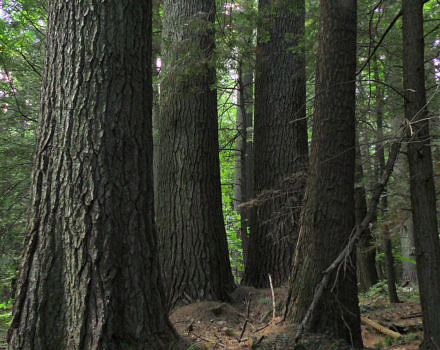 An old-growth hemlock stand. (photo © Ray Asselin / New England Forests)