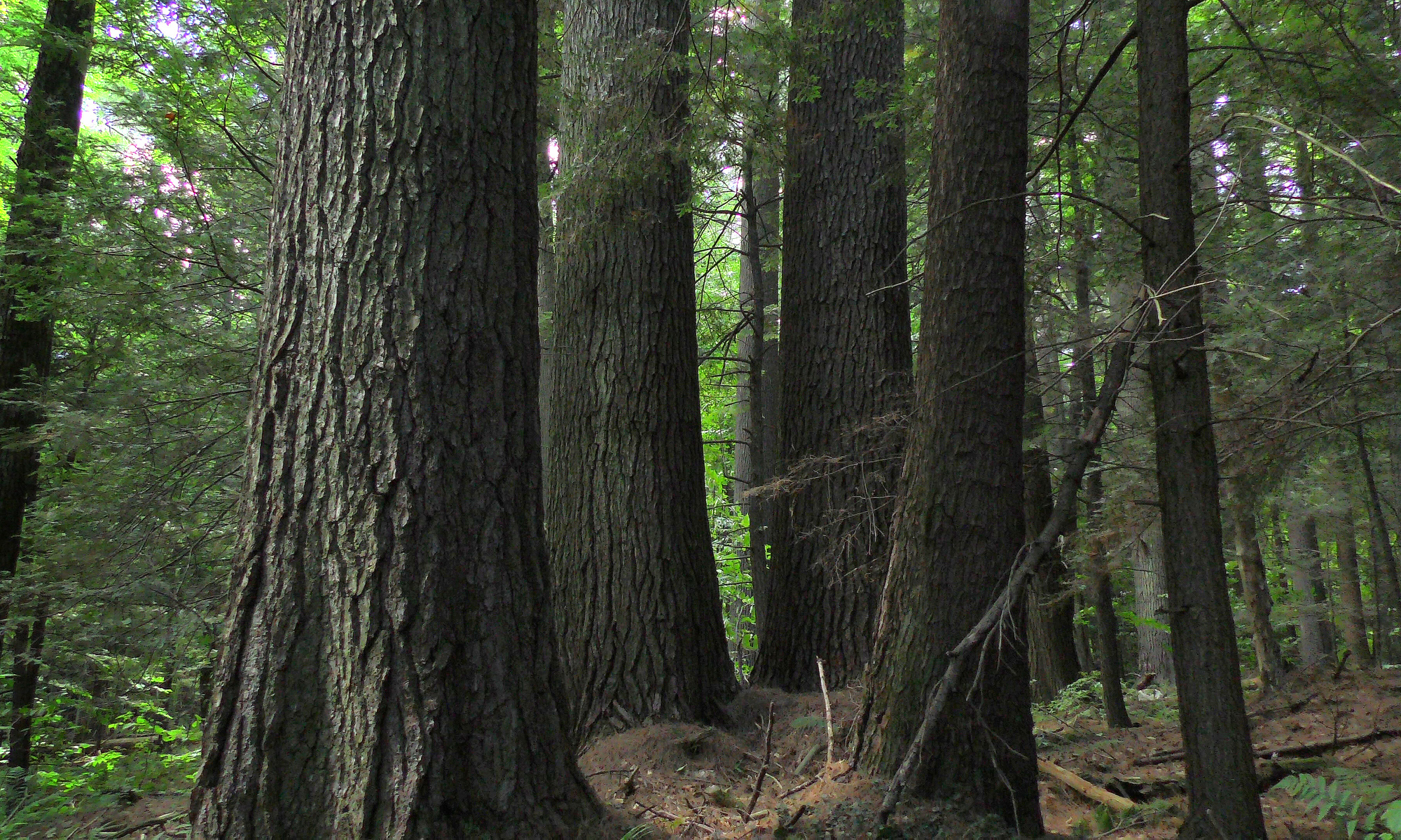 An old-growth hemlock stand. (photo © Ray Asselin / New England Forests)