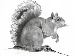 A drawing of a gray squirrel by Adelaide Tyrol.