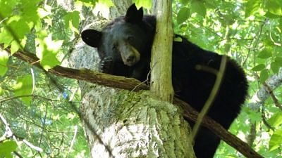 A black bear up a tree. (photo © Polly Pattison)