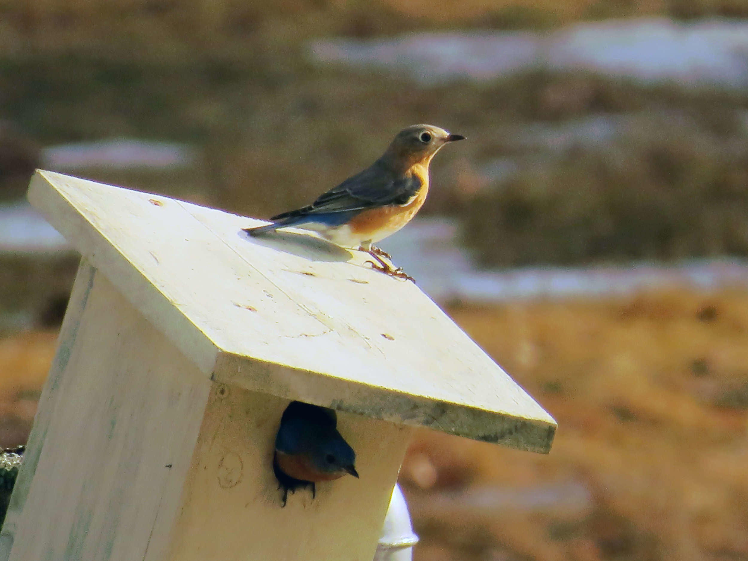 A pair of bluebirds on a nesting box. (photo © Meade Cadot)